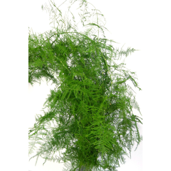 ESPARRAGUERA PLUMOSA 852