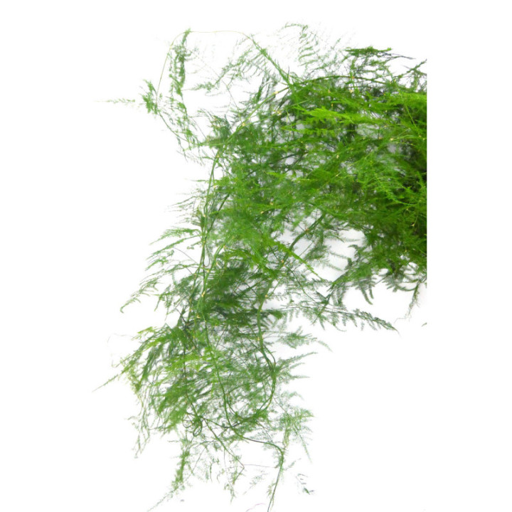 ESPARRAGUERA PLUMOSA 853