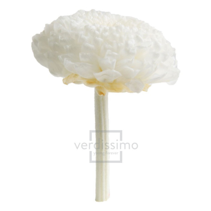 FOCUS PRESERVADO BLANCO FOC/20002
