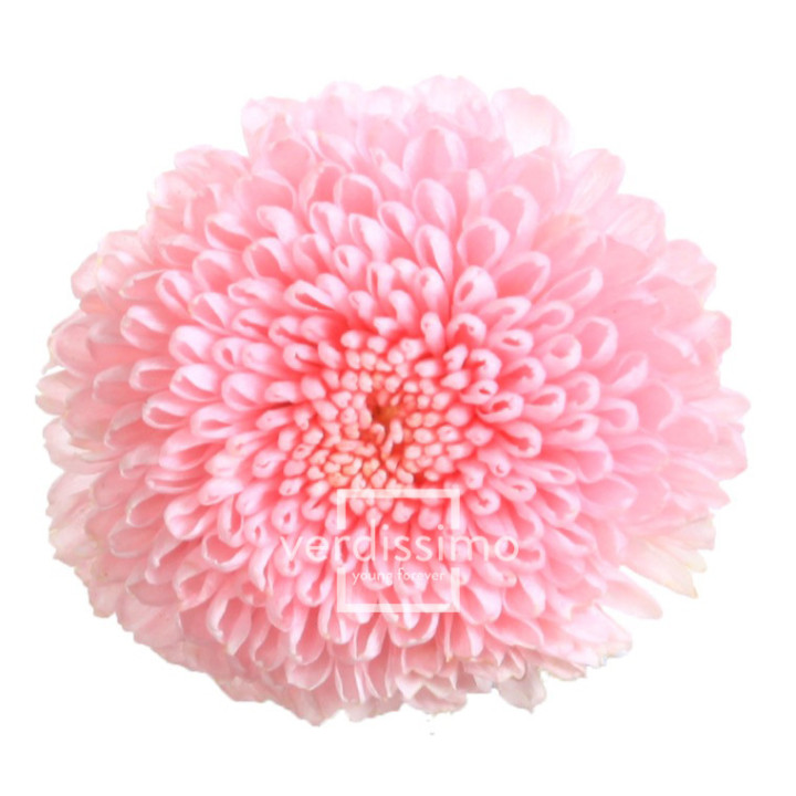 FOCUS PRESERVADO ROSA FOC/24201