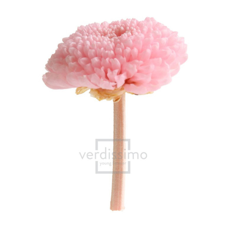 FOCUS PRESERVADO ROSA FOC/24202