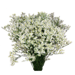 LIMONIUM CLEAR DIAMOND 701