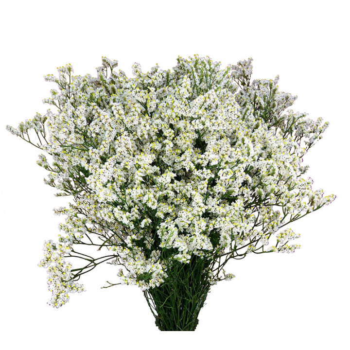 LIMONIUM CLEAR DIAMOND 701