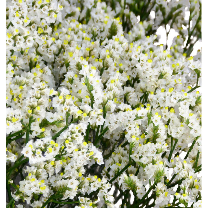LIMONIUM CLEAR DIAMOND 702