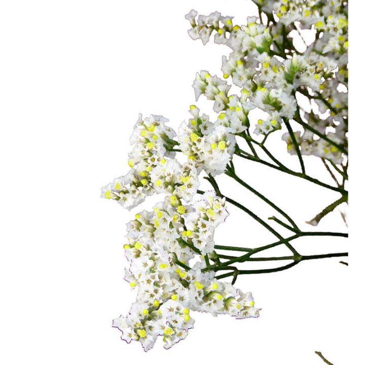 LIMONIUM CLEAR DIAMOND 703