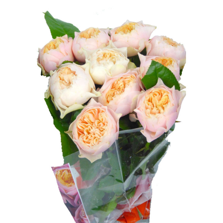 ROSA HOL ROMANCE VUVUZELA 601