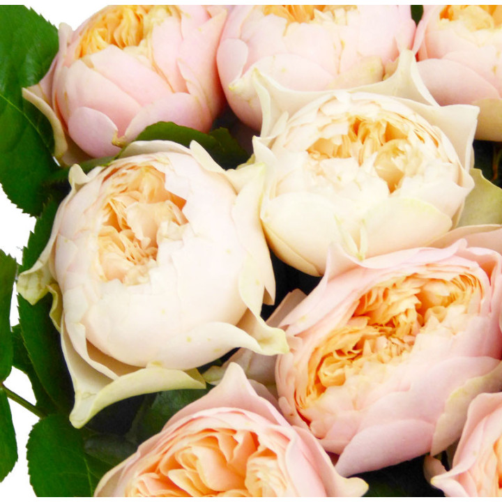 ROSA HOL ROMANCE VUVUZELA 602