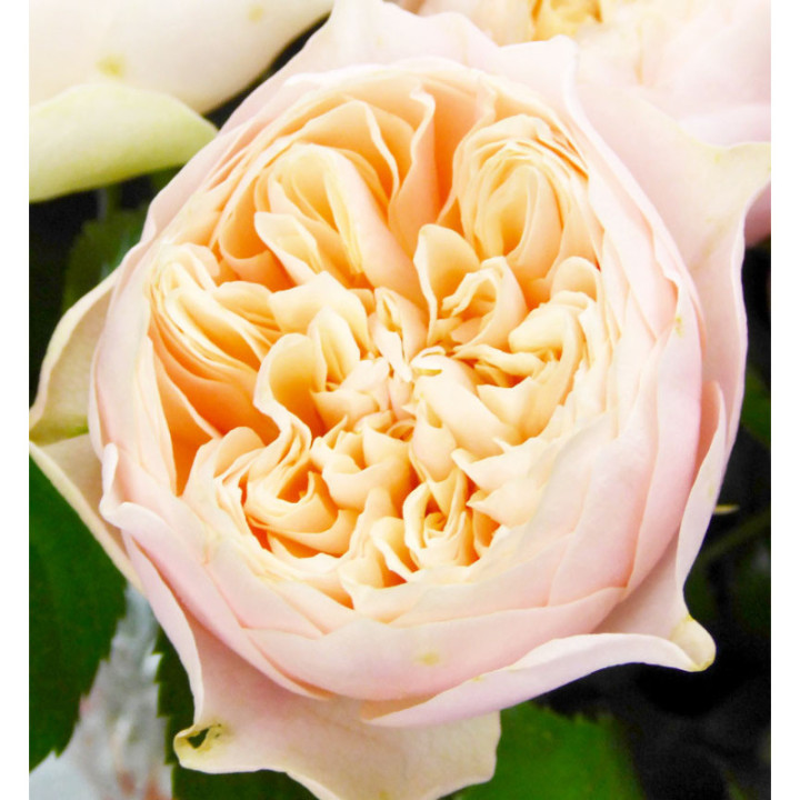 ROSA HOL ROMANCE VUVUZELA 603
