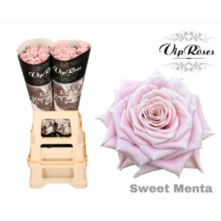 ROSA HOL SWEET MENTA 601