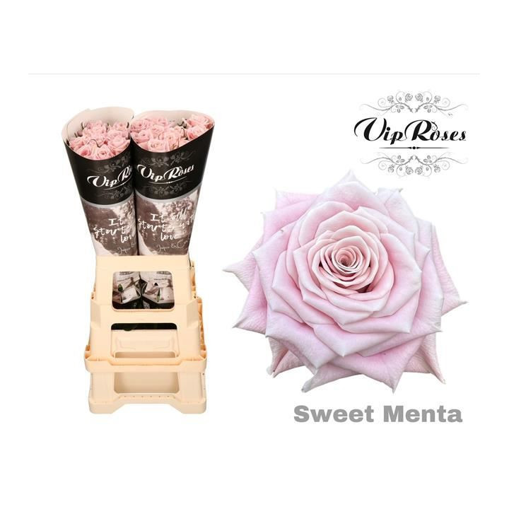 ROSA HOL SWEET MENTA 601