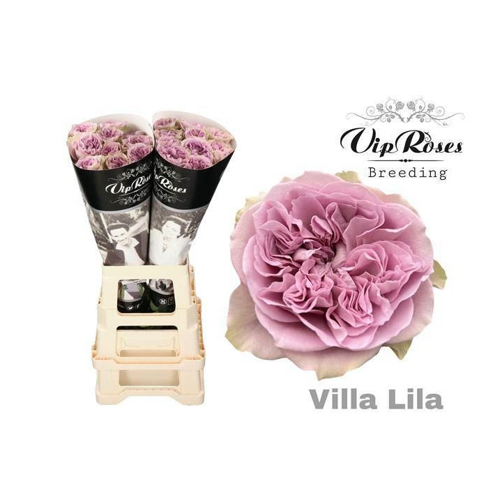 ROSA HOL VILLA LILA 601