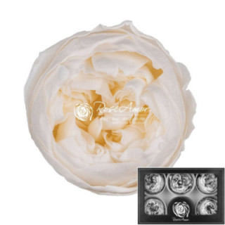 ROSA PRESERVADA NIKI CHAMPAGNE 89XL 6 UNID1