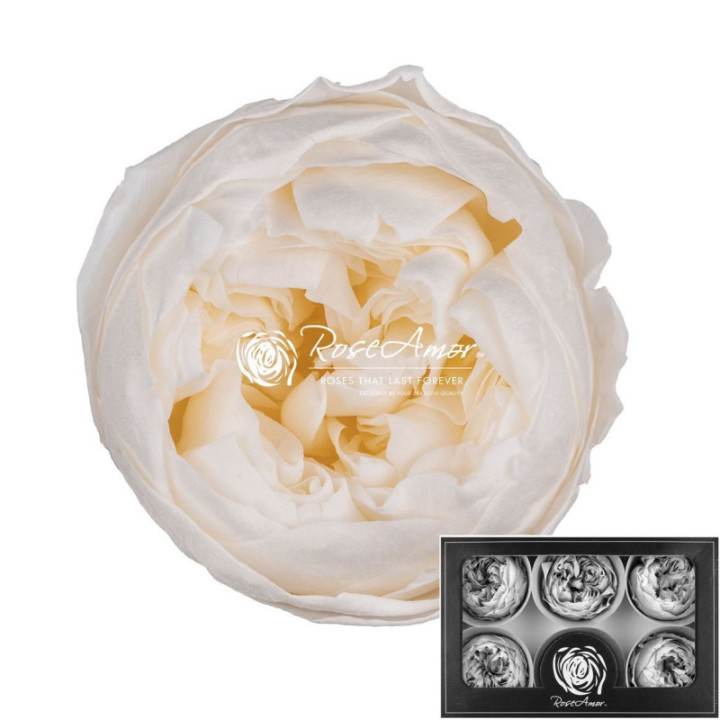 ROSA PRESERVADA NIKI CHAMPAGNE 89XL 6 UNID1