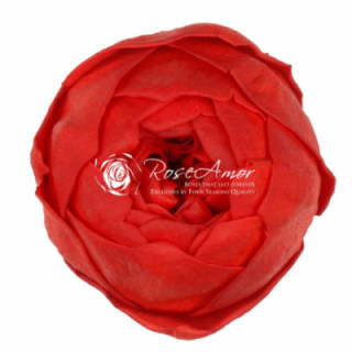 ROSA PRESERVADA NIKI RED 02XL 6 UNID1