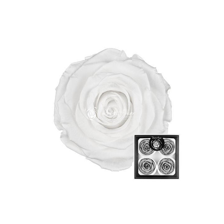 ROSA PRESERVADA WHITE 01 4 UNID1