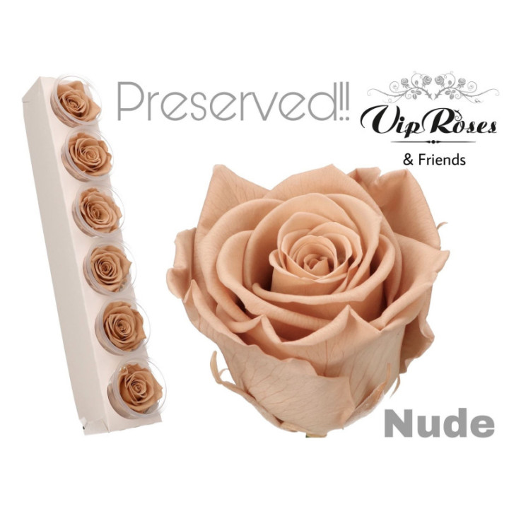 ROSA PRESERVADA NUDE 6 UNID1