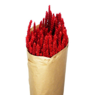 TRIGO ROJO PURPURINA1