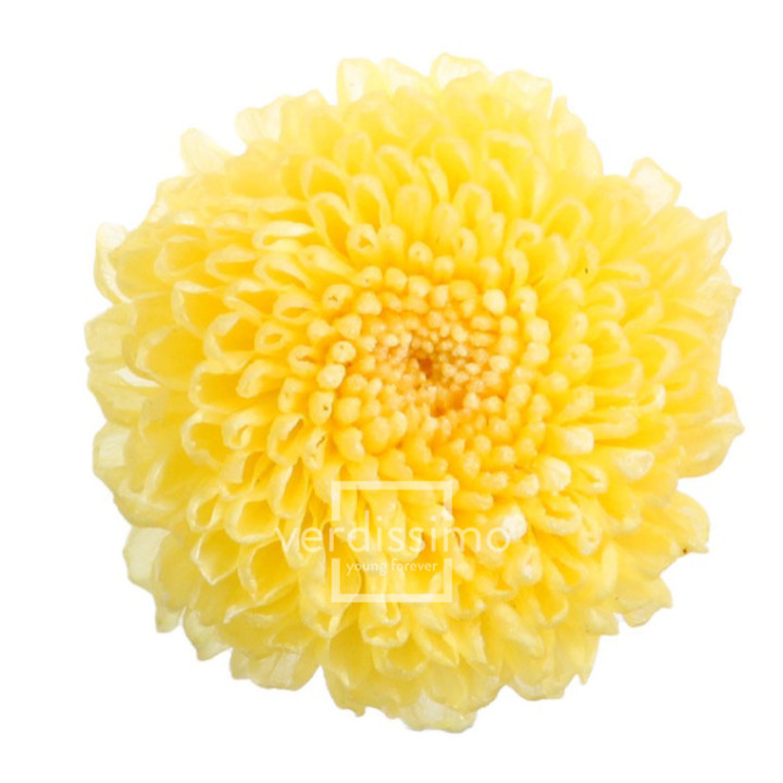 FOCUS PRESERVADO AMARILLO FOC/23201