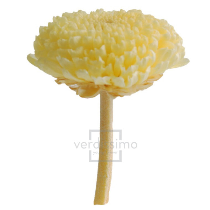 FOCUS PRESERVADO AMARILLO FOC/23202
