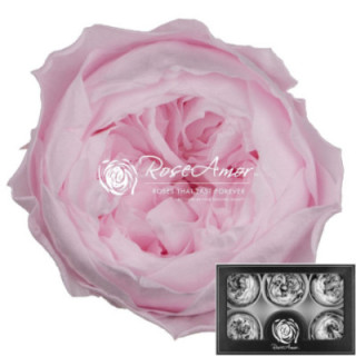 ROSA PRESERVADA NIKI ROSA 99XL 6 UNID1