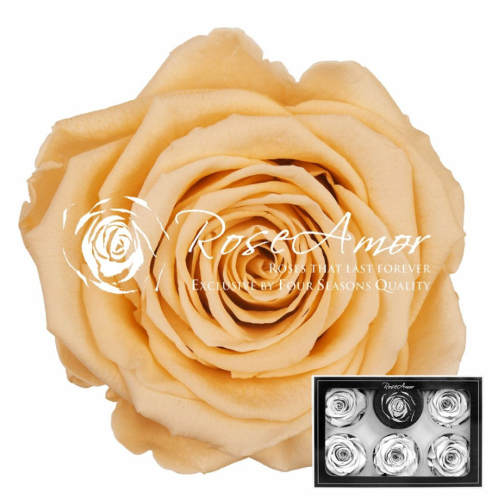 ROSA PRESERVADA CHAMPAGNE 99 XL 6 UNID1