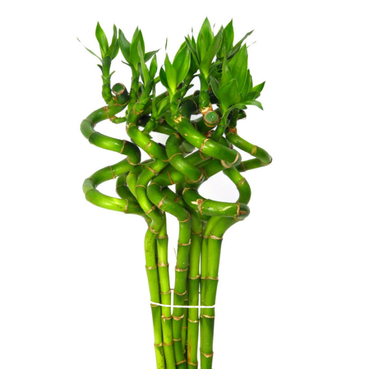 DRAC BAMBOO SPIRAAL 903