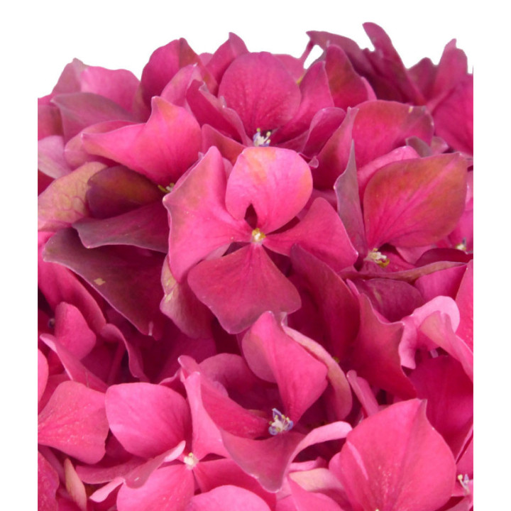 HYDR MAG RUBYRED 601