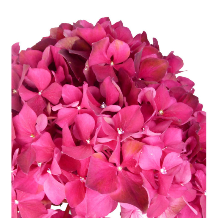 HYDR MAG RUBYRED 602
