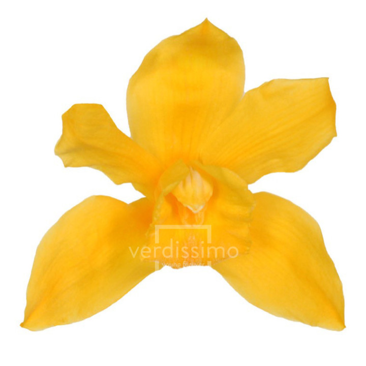 CYMBIDIUM PRESERVADA 3UND CYM/23501