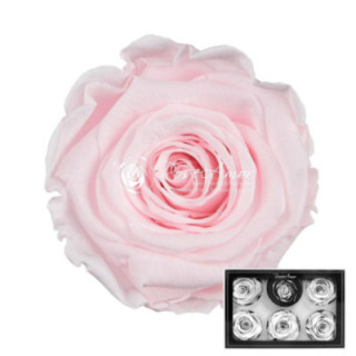 ROSA PRESERVADA ROSA 89XL 6 UNID1