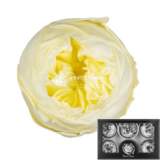 ROSA PRESERVADA NIKI YELLOW 89XL 6 UNID1