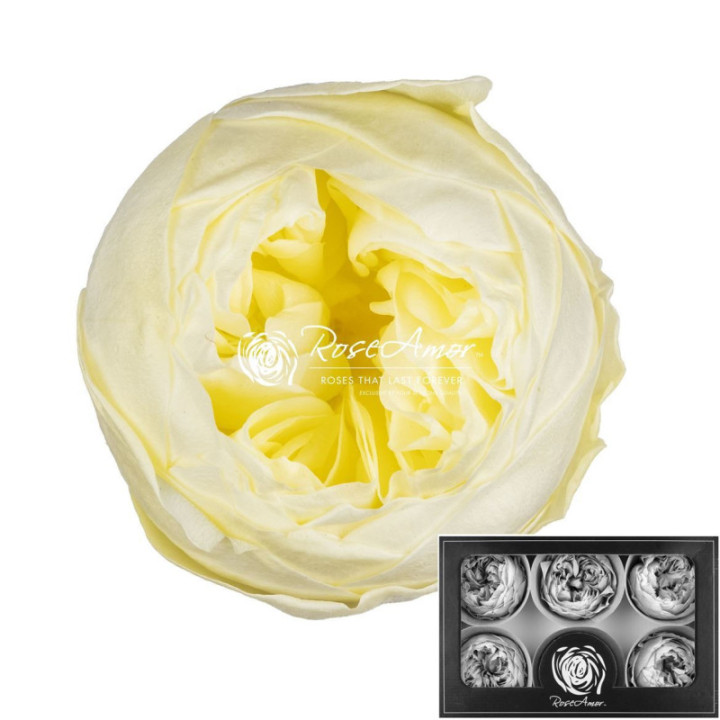 ROSA PRESERVADA NIKI YELLOW 89XL 6 UNID1