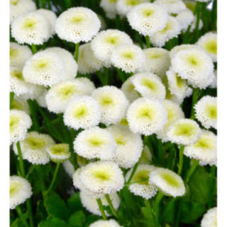TANACETUM BAYA 601