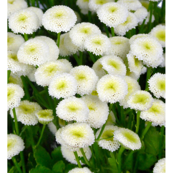 TANACETUM BAYA 601
