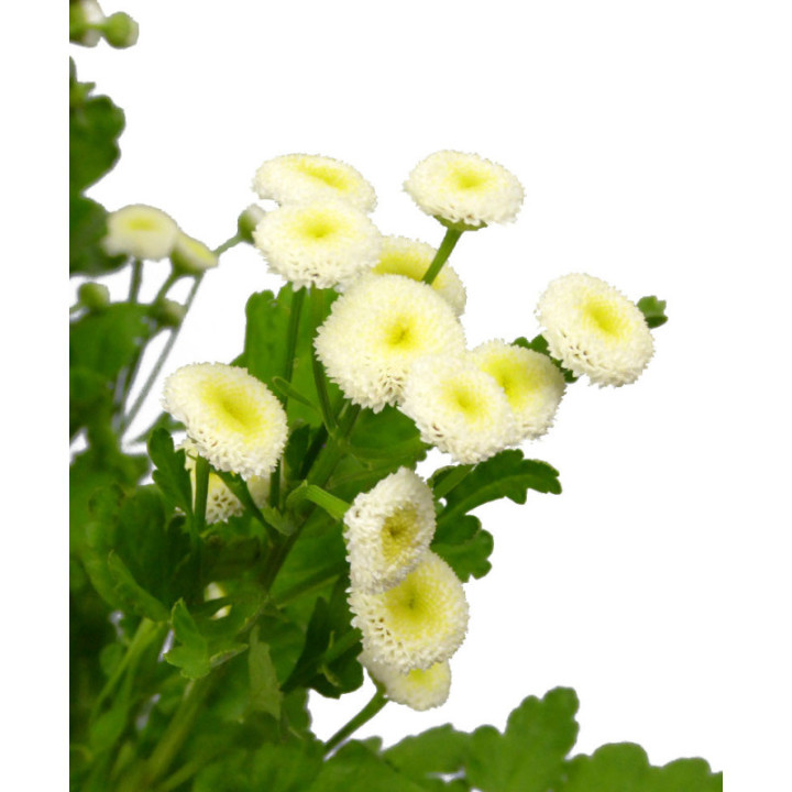 TANACETUM BAYA 602