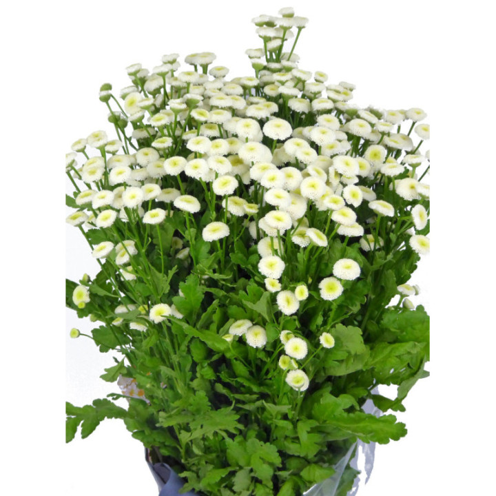 TANACETUM BAYA 603