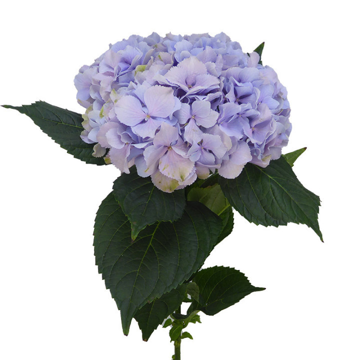 HYDR ROYAL BENEFIT 802
