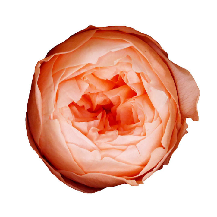 ROSA PRESERVADA NIKI PEACH 99XL 6 UNID1