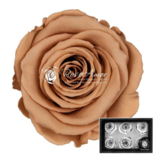 ROSA PRESERVADA TOFF 01 XL 6 UNID1