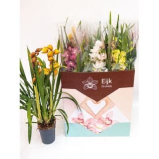 PL. CYMBIDIUM MIXTO 2T 75CM X71