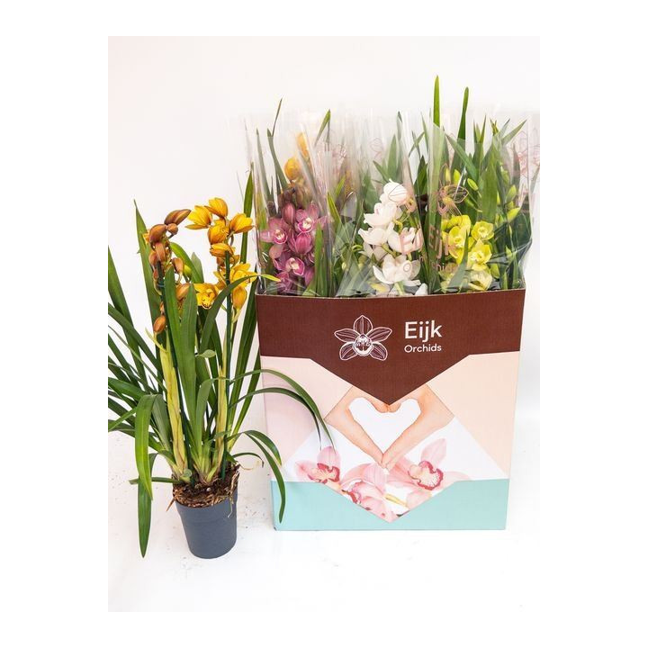 PL. CYMBIDIUM MIXTO 2T 75CM X71