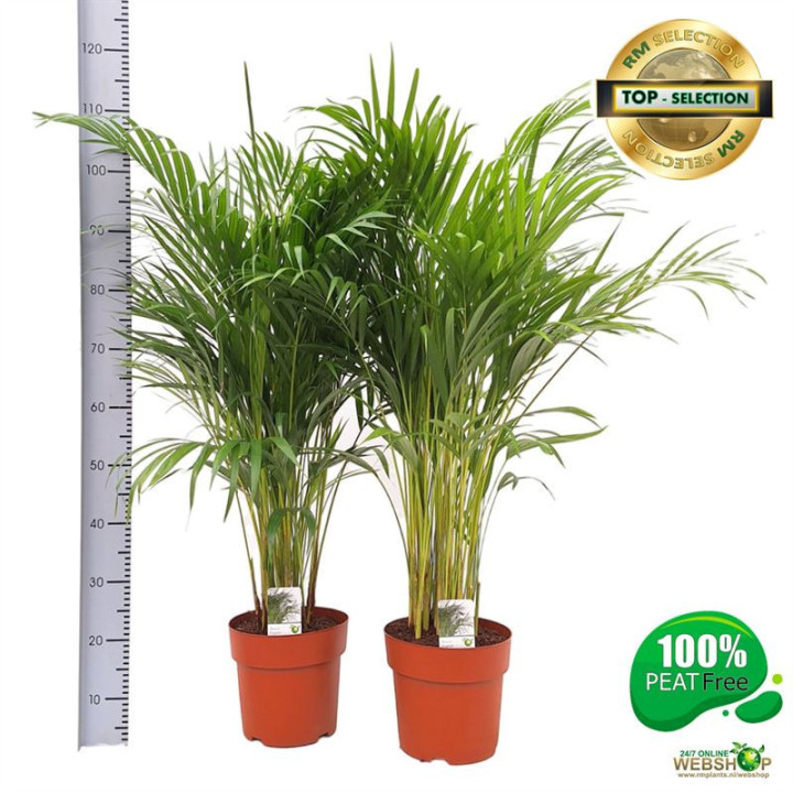 PL. DYPSIS LUTESCENS 120CM X11