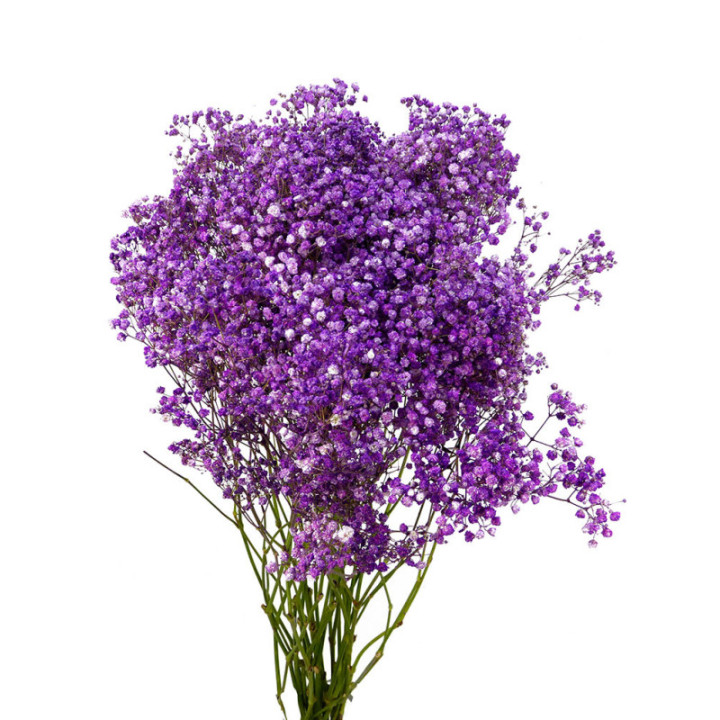 GYPS MILL STAR MORADO 701
