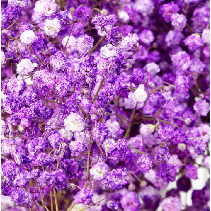 GYPS MILL STAR MORADO 702