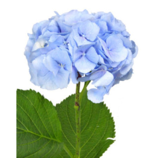 HYDR VERENA AZUL 801