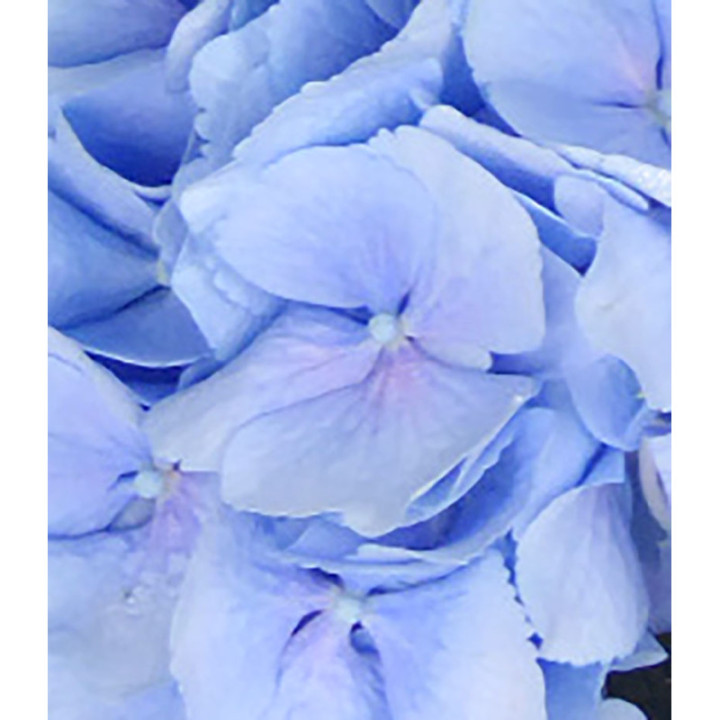 HYDR VERENA AZUL 802