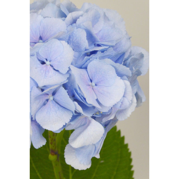 HYDR VERENA AZUL 803
