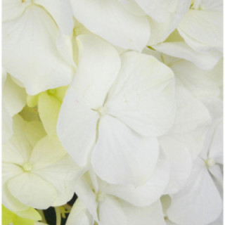 HYDR WHITE VERENA 601