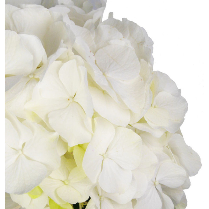 HYDR WHITE VERENA 602