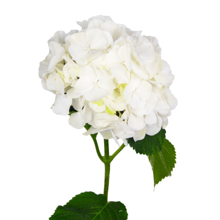 HYDR WHITE VERENA 603